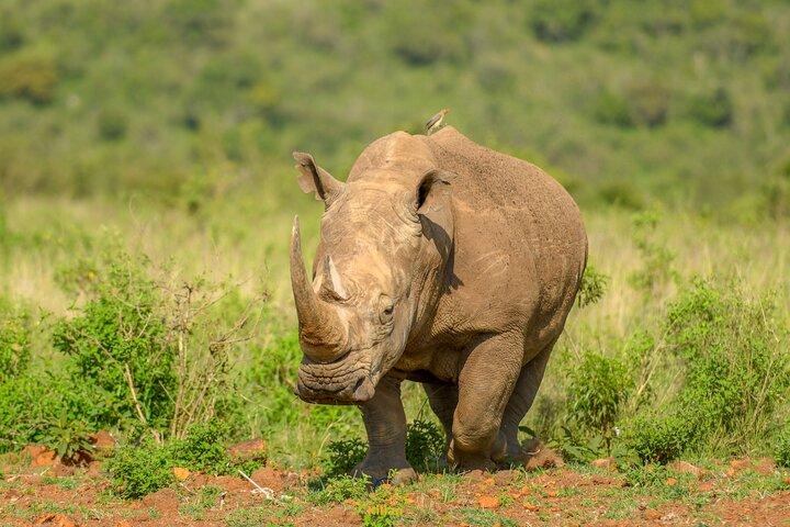 10 Day Bush and Beach Safari in Nairobi