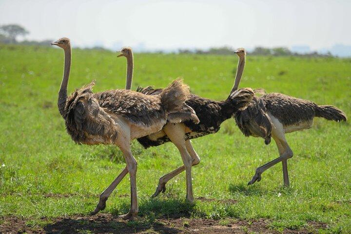 10 Day Bush and Beach Safari in Nairobi
