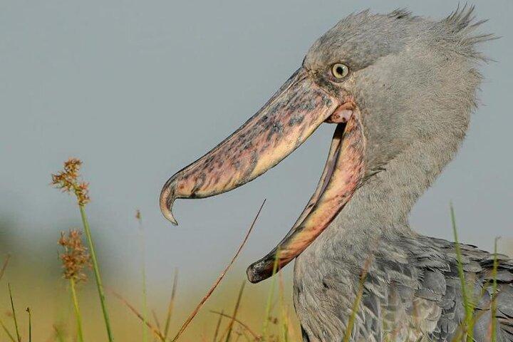 One Day Birding Mabamba Swamp