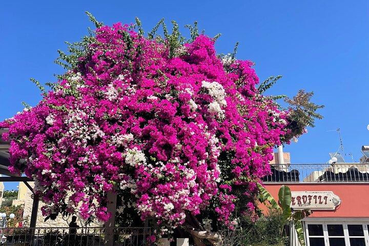 Private-Chania+Rethimnon Old Towns-Kournas Lake-From Heraklion