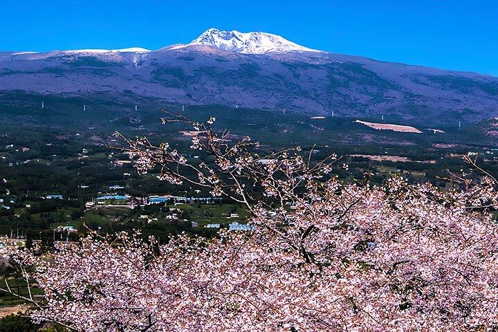 (Hotel Pickup Small Vip) JEJU Cherry Blossom West&South Tour