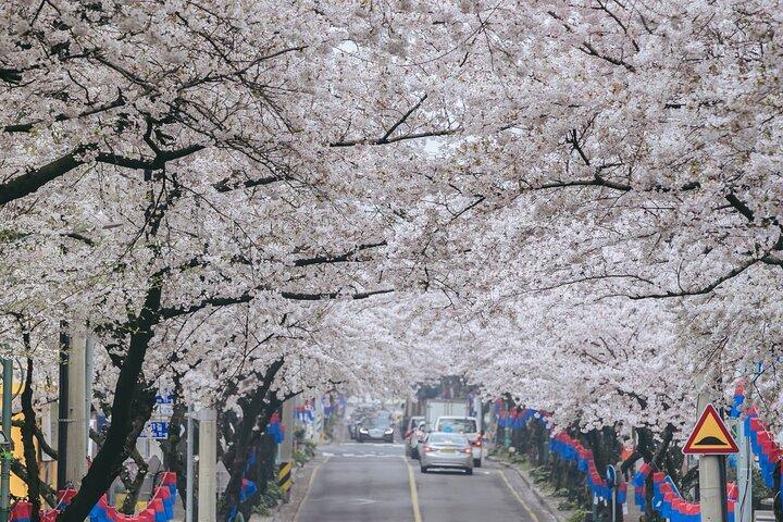 (Hotel Pickup Small Vip) Cherry Blossom East Tour Jeju UNESCO