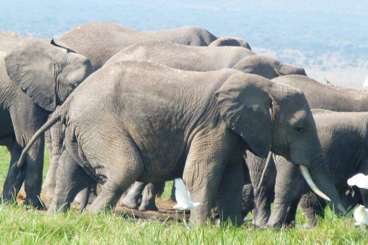 Day Trip to Amboseli National Park at the Base of Mt. Kilimanjaro