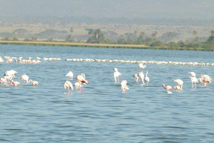 Day Trip to Amboseli National Park at the Base of Mt. Kilimanjaro