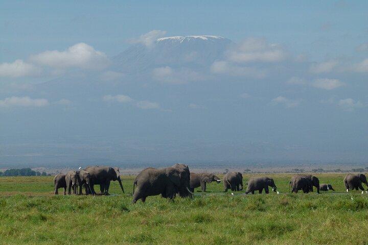 Day Trip to Amboseli National Park at the Base of Mt. Kilimanjaro