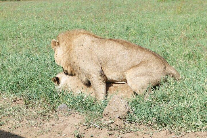 Day Trip to Amboseli National Park at the Base of Mt. Kilimanjaro