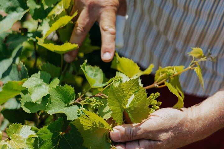 Beaujolais Private Day Tour with Tastings from Lyon