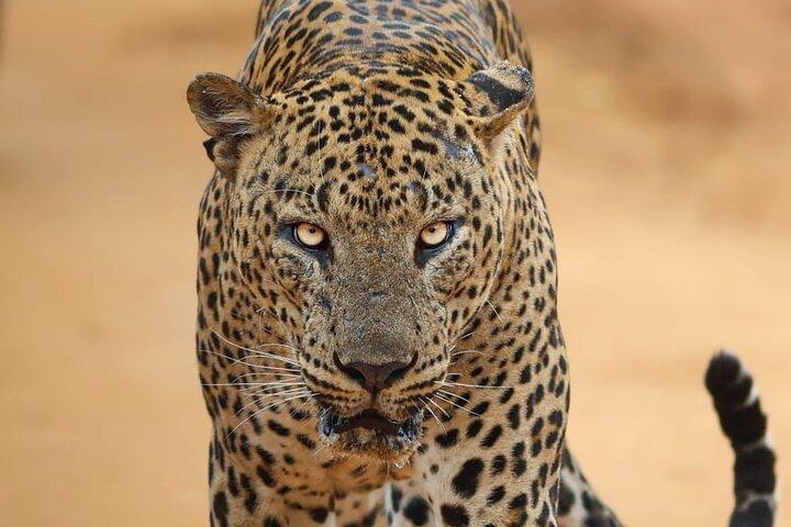 Yala National Park Morning or Afternoon Leopard Safari