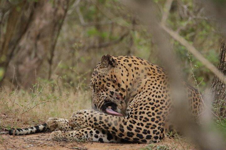 Yala National Park Morning or Afternoon Leopard Safari
