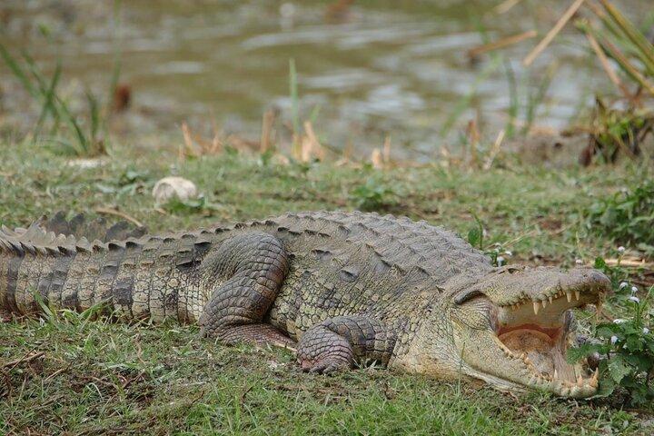 Yala National Park Morning or Afternoon Leopard Safari