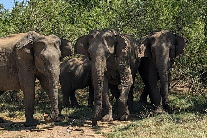 Yala National Park Morning or Afternoon Leopard Safari