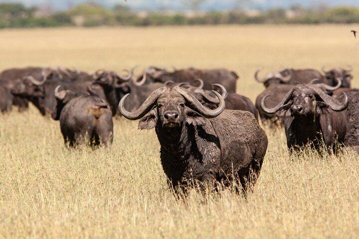 4 Days Tarangire, Serengeti and Ngorongoro Mid-Range Group Safari