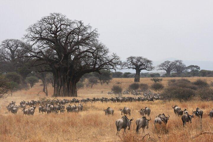 8 Days Private Mid-Range Safari