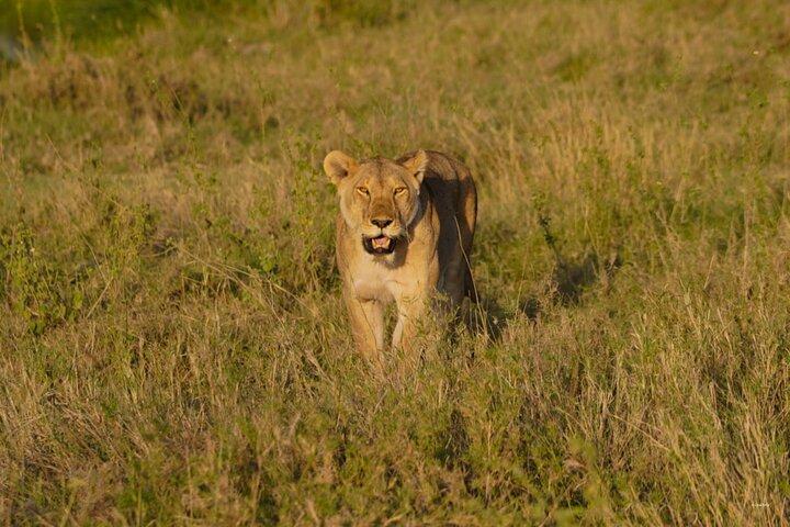 11 Days Private Camping Safari with Lake Natron and Lake Eyasi