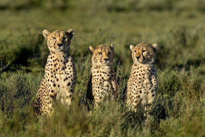 10 Days Private Camping Safari