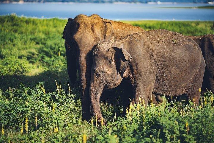 The Best Wild Elephant Safari tour from Colombo