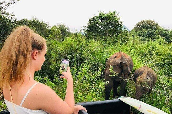 The Best Wild Elephant Safari tour from Colombo