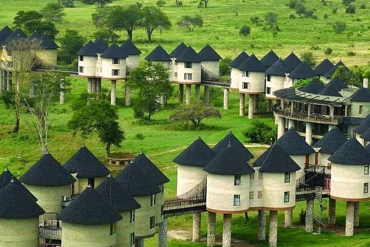 OVERNIGHT SAFARI to SALT LICK LODGE from Mombasa or Diani