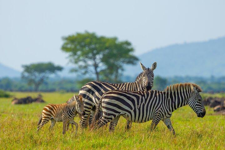 9 Days Private Mid-Range Safari Tour from Arusha
