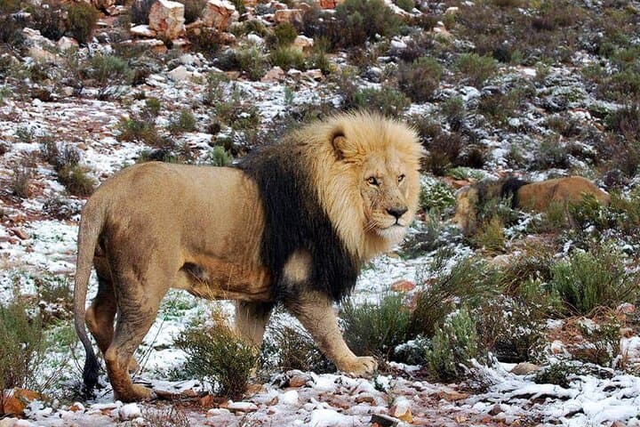 Aquila Private Game Reserve Safari Tour with Wine Tasting
