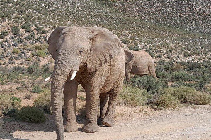 Cape Town Big Five Sunset Safari And Long March to Fredoom