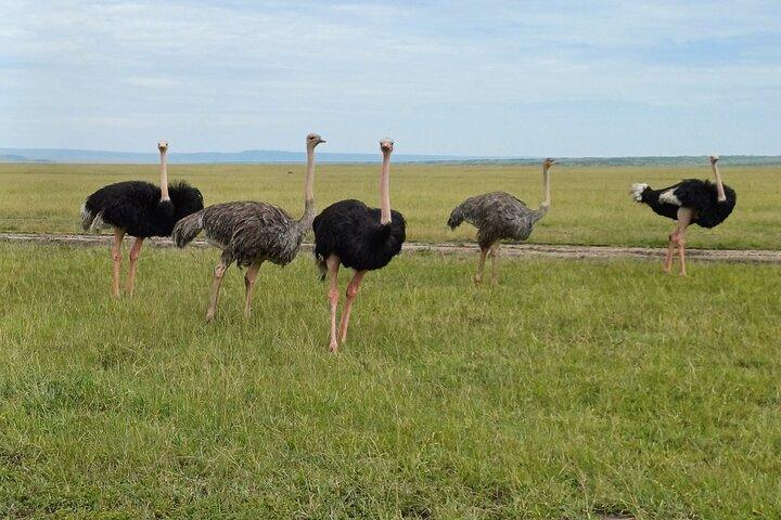 6 Days PRIVATE Family/Couples/Honeymoon- MARA, NAKURU & AMBOSELI