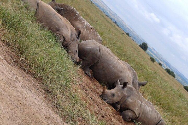 6 Days PRIVATE Family/Couples/Honeymoon- MARA, NAKURU & AMBOSELI