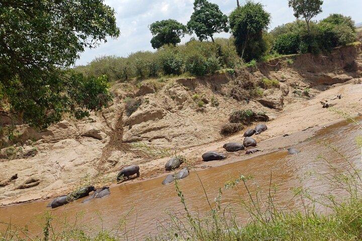 6 Days PRIVATE Family/Couples/Honeymoon- MARA, NAKURU & AMBOSELI
