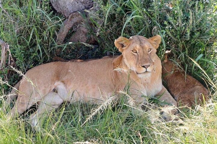 6 Days PRIVATE Family/Couples/Honeymoon- MARA, NAKURU & AMBOSELI