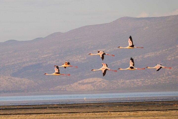 2 Days Lake Natron Trip with Ol Doinyo Lengai Hike