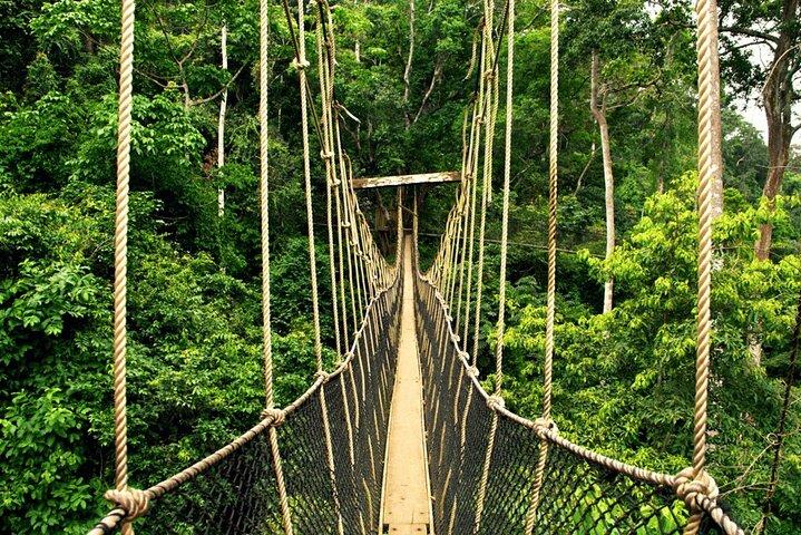 From Kuala Lumpur Taman Negara Day Trip With Lunch