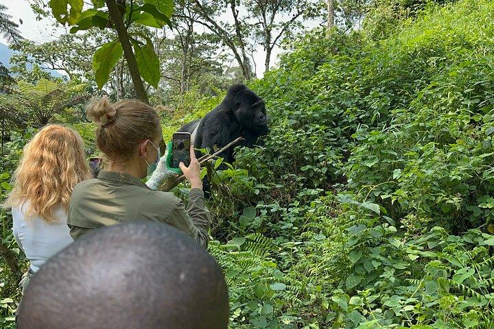 1 Day Gorilla Tracking Trip, Bwindi Impenetrable National Park