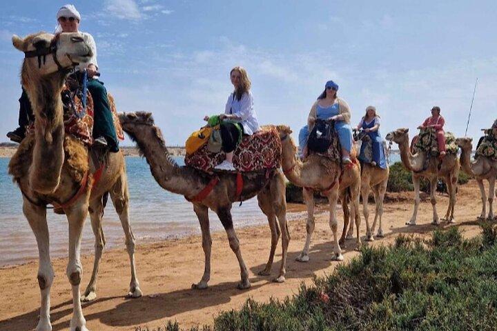 From Agadir: Camel Ride Flamingo River with Moroccan cakes & Tea