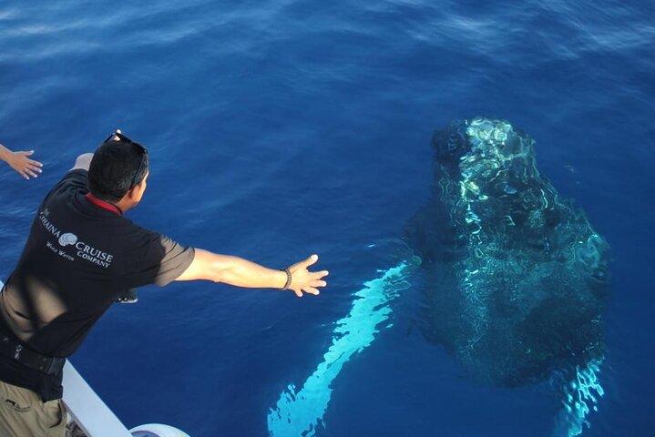 2-Hour Maui Whale Watch from Lahaina Harbor, Maui