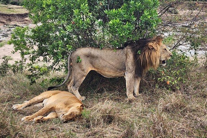 3 Day Masai Mara Safari Tour Kenya