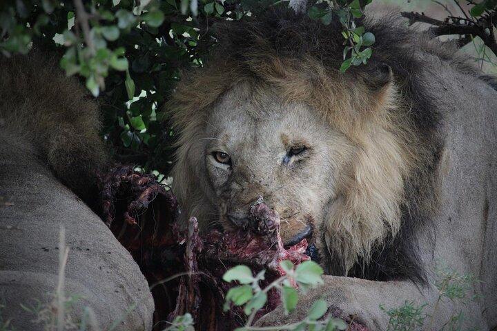 3 Day Masai Mara Safari Tour Kenya