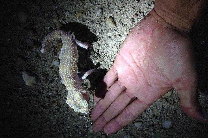 Namib Desert Night Walk