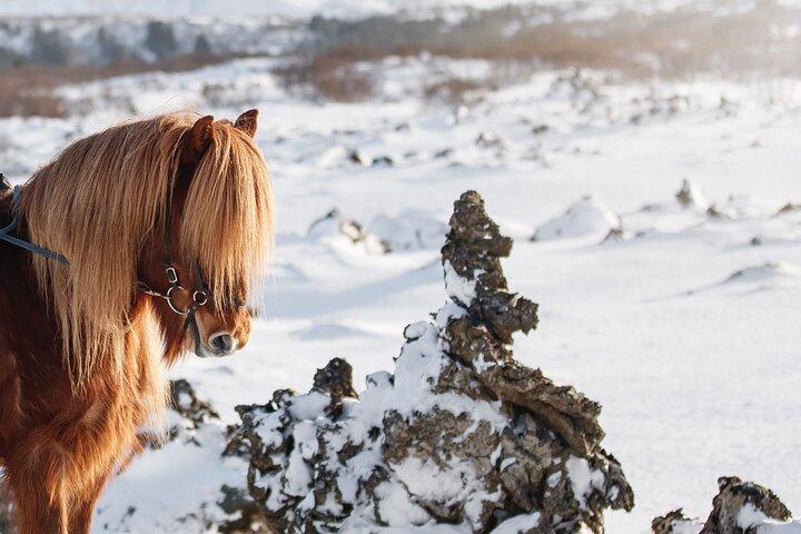 Icelandic Horseback Riding Tour with Pickup Option from Reykjavik