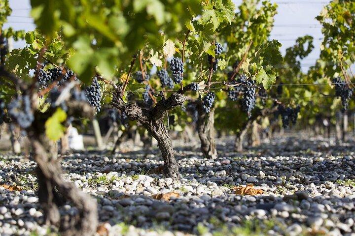 Private Tour to Pessac-Léognan: Cradle of Great Wines