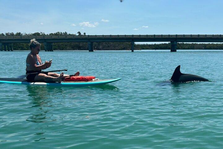 Dolphin and Manatee Adventure Tour of Naples with Florida History