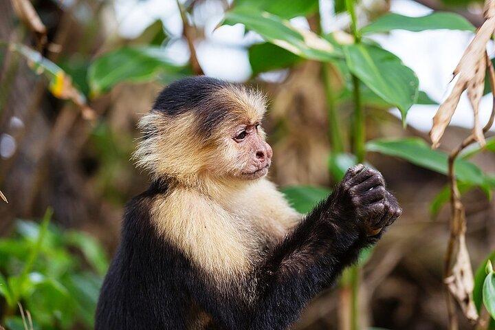 La Fortuna: Proyecto Asis Wildlife Rescue Center with transport