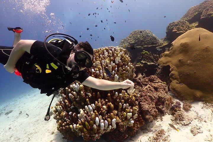 Try Scuba Diving in Racha Yai and Noi for Non-Certified