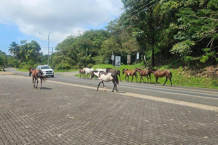 Private Transportation From Playas Del Coco To Tamarindo