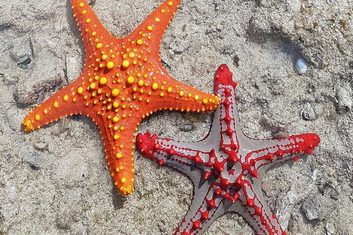 Spice , Prison Island ,Stone Town and Slave Market Site Tour