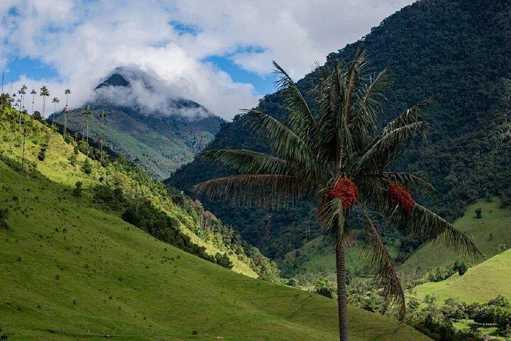 Cocora Valley Hiking Tour with Lunch