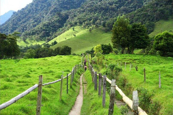 Cocora Valley Hiking Tour with Lunch
