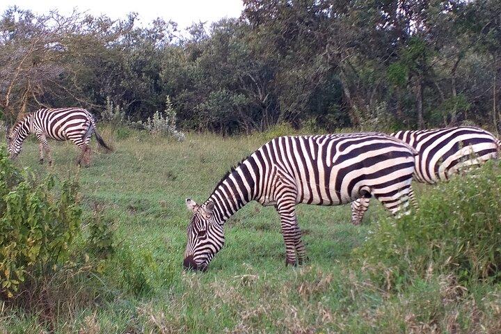 Private Nairobi National Park Safari Tour