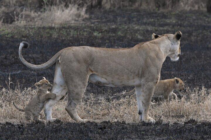 4 Days Safari Adventure in Amboseli and Tsavo