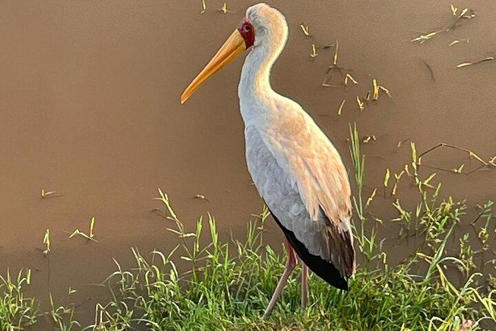 4 Days Safari Adventure in Amboseli and Tsavo
