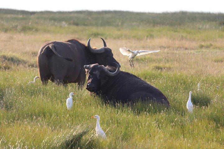 4 Days Safari Adventure in Amboseli and Tsavo